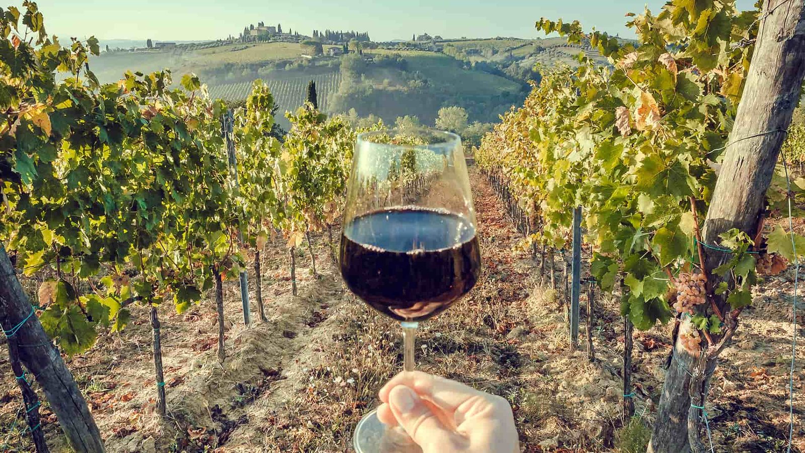 donde nace el vino chileno un recorrido por nuestras vinas