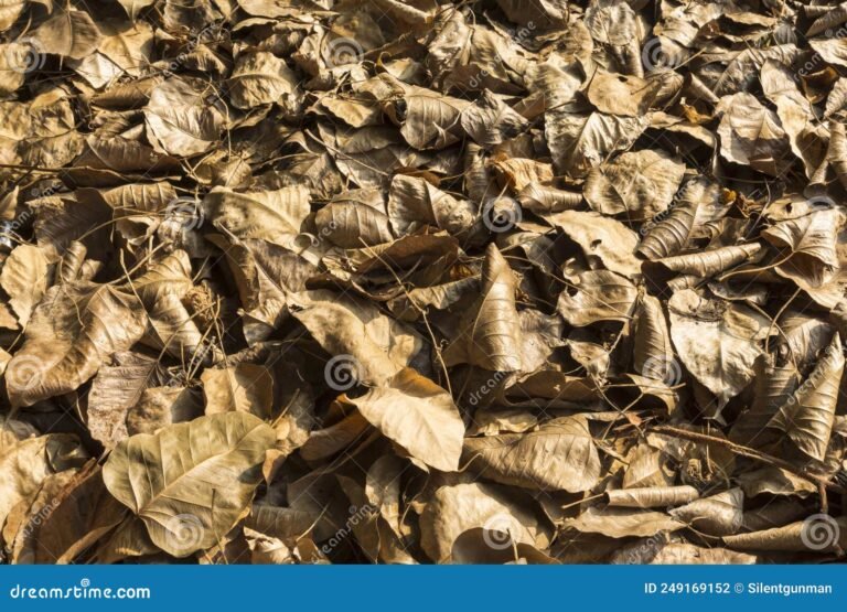 Cuál es la diferencia entre hojarasca y mil hojas