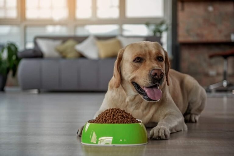 Cuál es el mejor alimento para perros en Chile según el ranking 2023