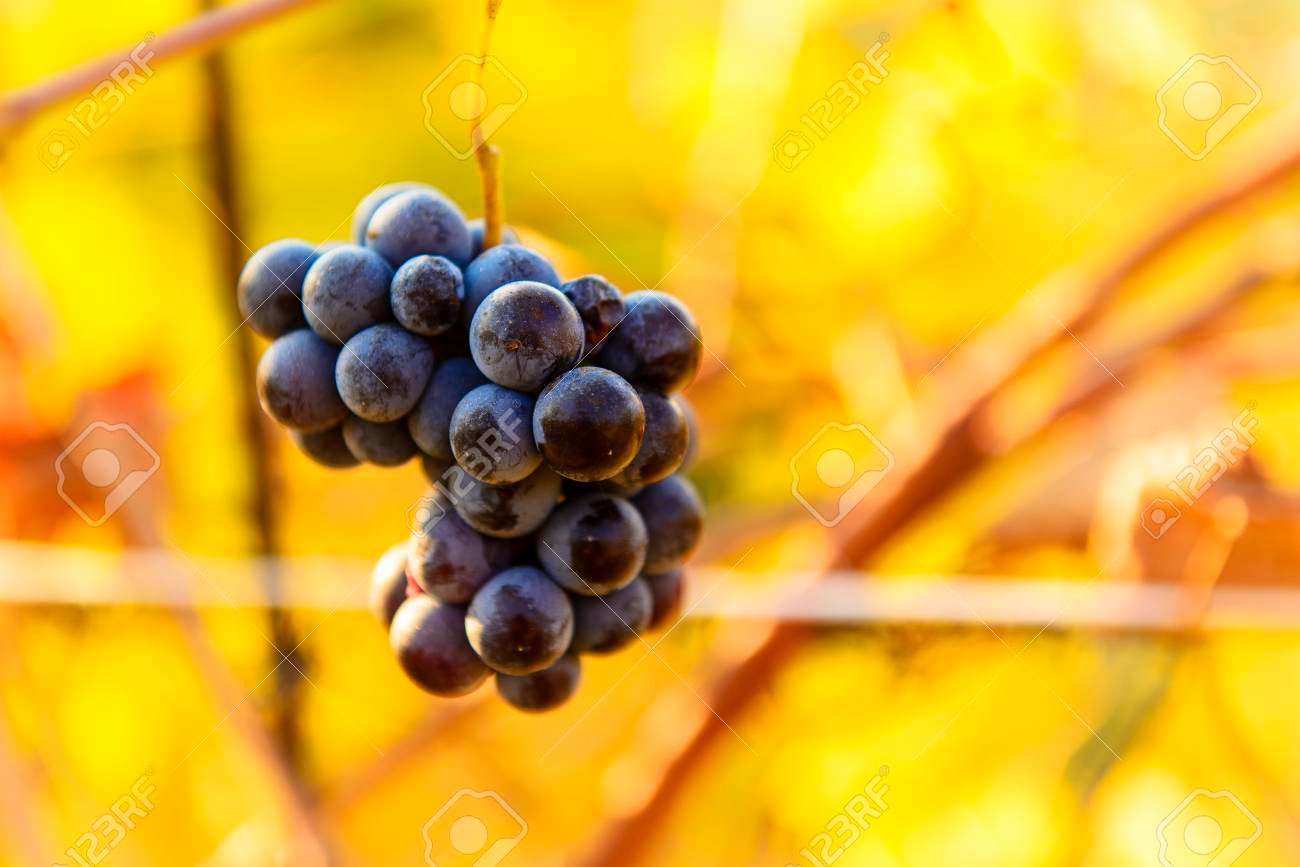 racimo de uvas late harvest en vinedo