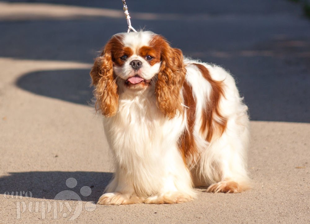 donde comprar un cavalier king charles spaniel en chile